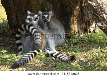 Lemur. herd of lemurs, cute animals. Lemuridae.