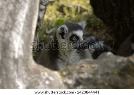 Lemur. herd of lemurs, cute animals. Lemuridae.