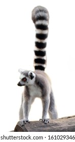 Lemur Isolated