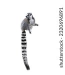 lemur isolated on white background