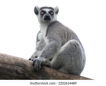 Lemur Isolated On White Background