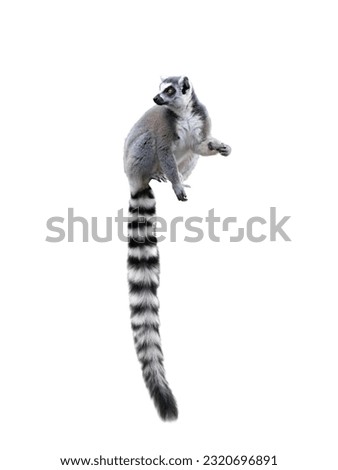 lemur isolated on white background
