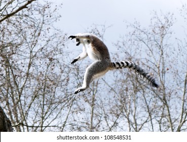 A Lemur Jumping From Tree To Tree