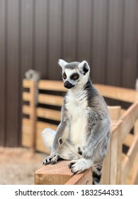 Lemur - Knowsley Safari Park