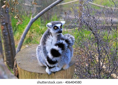 Lemur In London Zoo 