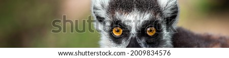 Similar – Image, Stock Photo Katta Animal Wild animal