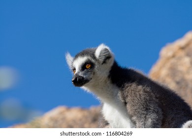 Lemur, Madagascar