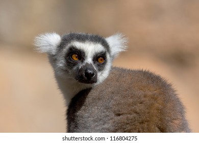 Lemur, Madagascar