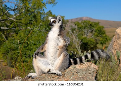 Lemur, Madagascar