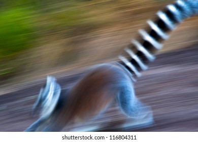 Lemur, Madagascar