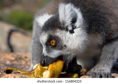 Lemur, Madagascar