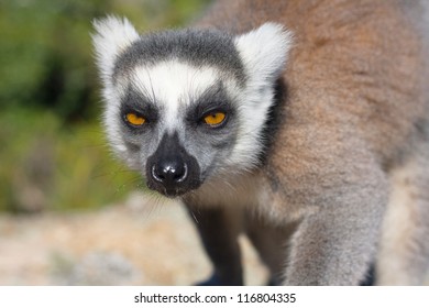 Lemur, Madagascar