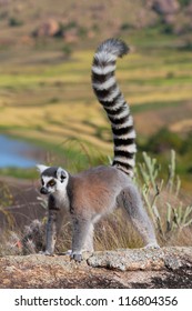 Lemur, Madagascar