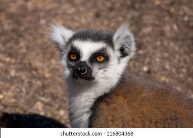 Lemur, Madagascar