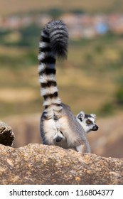 Lemur, Madagascar