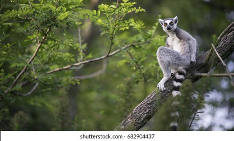 Lemur Of Madagascar