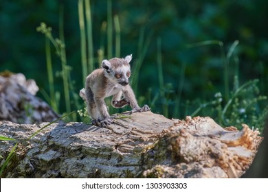 Lemur Mammal With Baby