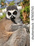 Lemur monkey close-up