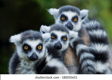 Lemur Monkey Family On The Grass