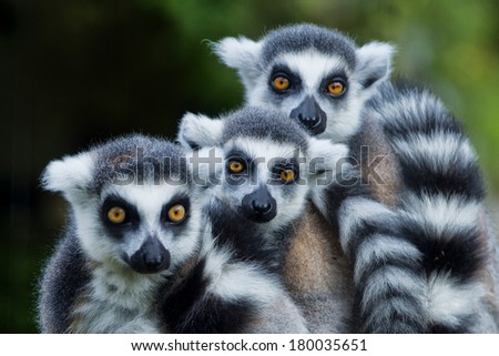 lemur monkey family on the grass
