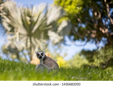 Lemur in nature,cute wild animal