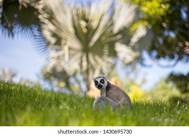Lemur in nature,cute wild animal