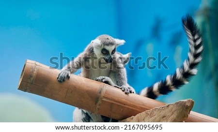 lemur on a blue background looking down portrait