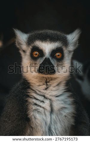 Lemur perched in a tree with distinctive features.