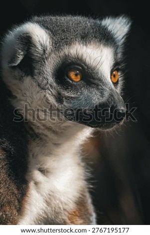 Lemur perched in a tree with distinctive features.