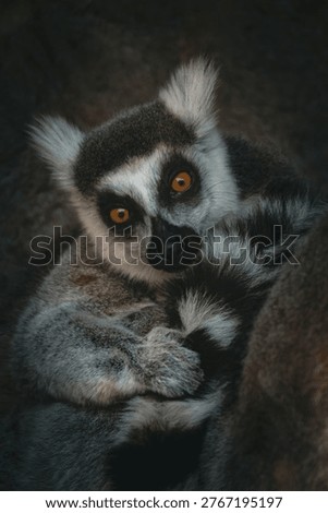 Lemur perched in a tree with distinctive features.