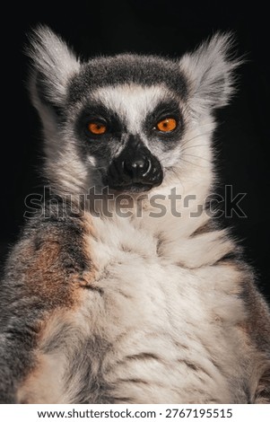 Lemur perched in a tree with distinctive features.
