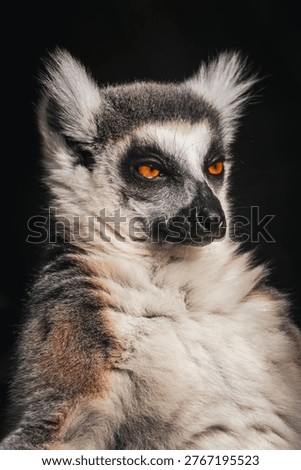 Lemur perched in a tree with distinctive features.