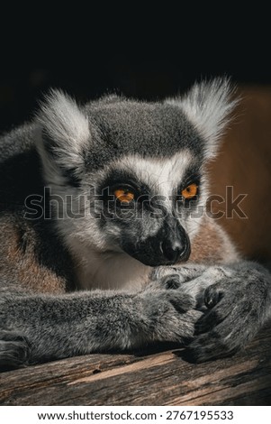 Lemur perched in a tree with distinctive features.
