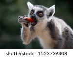 A Lemur portrait close up at the Prague Zoo 