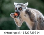 A Lemur portrait close up at the Prague Zoo 