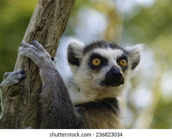 Lemur In Prague Zoo