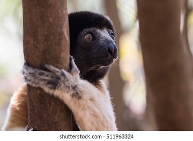 Lemur Profile