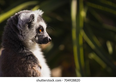 Lemur Profile Closeup 