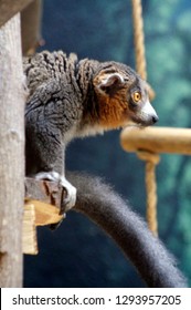 Lemur Profile Sitting