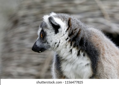 Lemur Profile At Zoo Blur Background