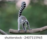 lemur with raised tail  on a blurred background