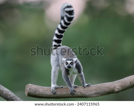 lemur with raised tail  on a blurred background