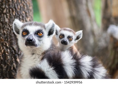 Lemur Is Raising Their Baby