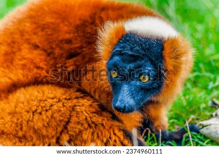Lemur, Red-Ruffed, animal, Mammal, Colourful,
