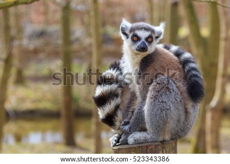 A lemur sits at the tree trunk