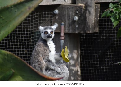 Lemur Sitting And Eating A Leaf