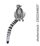 lemur sitting isolated on white background