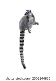 lemur sitting isolated on white background