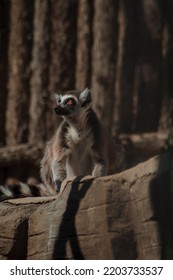 Lemur Sitting On A Log