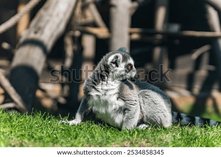 Lemur, specifically a ring-tailed lemur, sitting on the grass. Lemurs are a unique group of primates found only on the island of Madagascar and the nearby Comoros Islands.